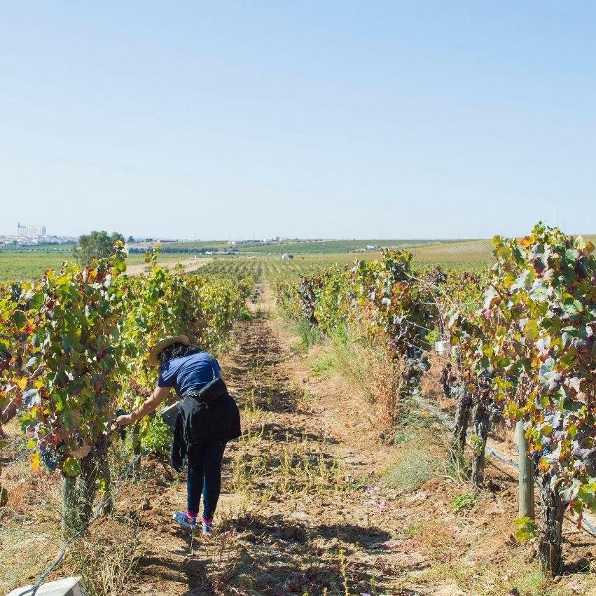 Visiting wineries